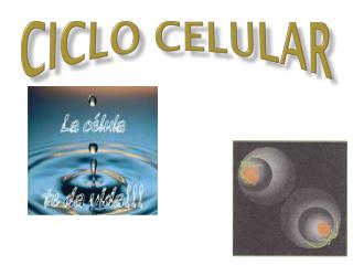 CICLO CELULAR