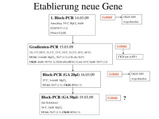 Etablierung neue Gene