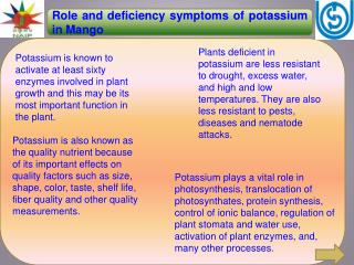 Role and deficiency symptoms of potassium in Mango