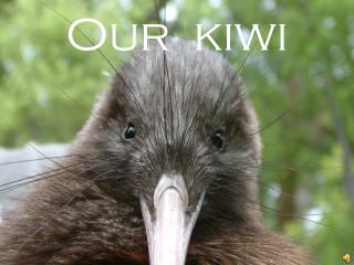 Our kiwi