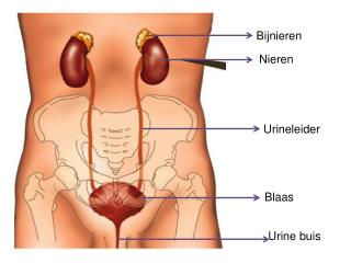 Bijnieren