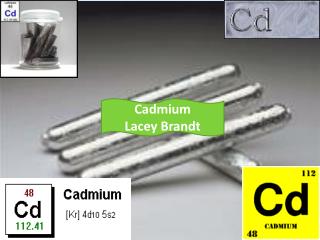 Cadmium Lacey Brandt