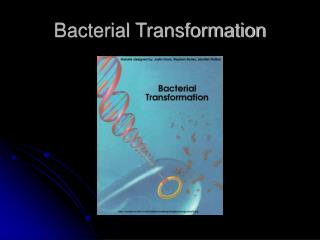 Bacterial Transformation