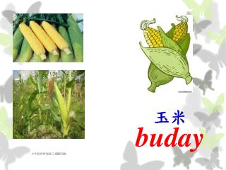 玉米 buday