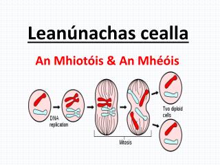 Leanúnachas cealla