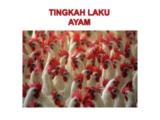 TINGKAH LAKU AYAM