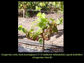 Grapevine rupestris stem pitting hastalığı gövde belirtileri