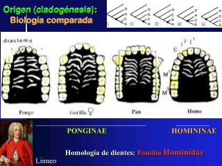 Origen (cladogénesis): Biología comparada