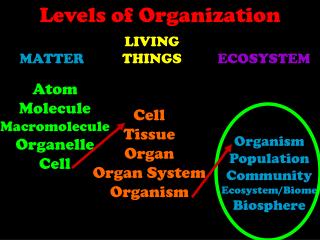 Atom Molecule Macromolecule Organelle Cell