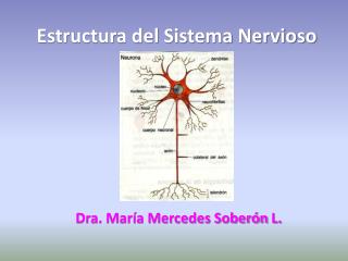 Estructura del Sistema Nervioso