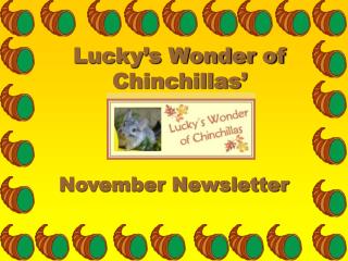 Lucky’s Wonder of Chinchillas’