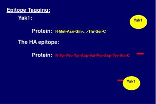 Epitope Tagging: