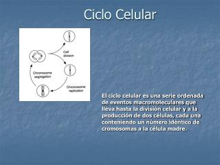 Ciclo Celular