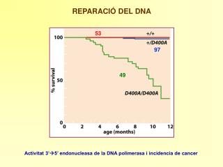 REPARACIÓ DEL DNA