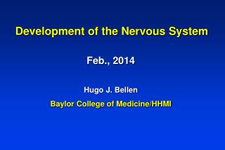 Development of the Nervous System