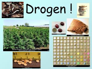 Drogen !