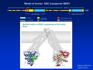 Modeled regions of MSD1 superposed on Eco-mbsA dimer