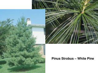 Pinus Strobus – White Pine