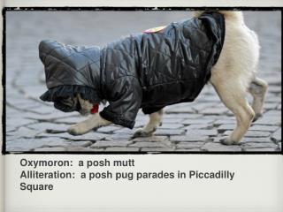 Oxymoron: a posh mutt Alliteration: a posh pug parades in Piccadilly Square