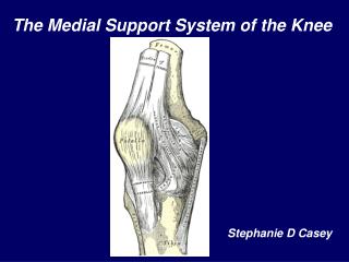 The Medial Support System of the Knee