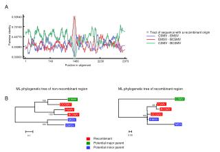 Tract of sequence with a recombinant origin