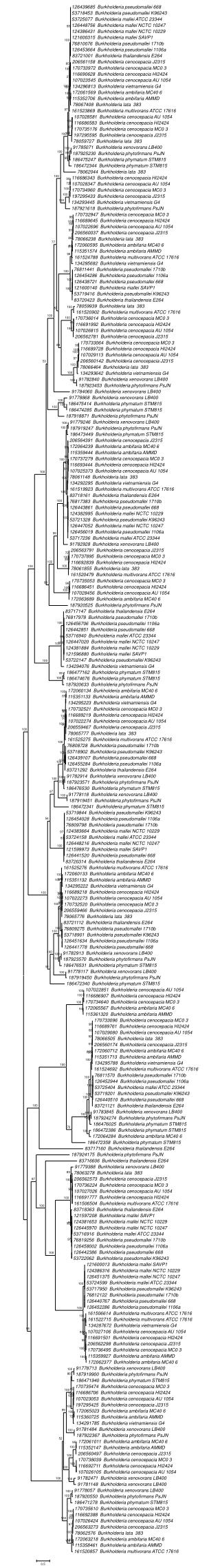 126439685 Burkholderia pseudomallei 668