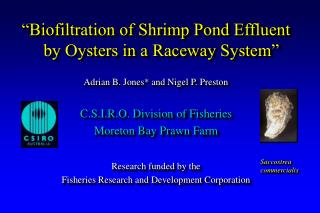 “Biofiltration of Shrimp Pond Effluent by Oysters in a Raceway System”