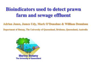 Bioindicators used to detect prawn farm and sewage effluent