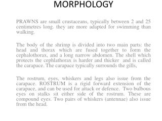 MORPHOLOGY