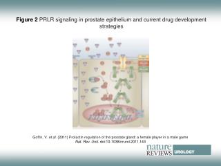 Figure 2 PRLR signaling in prostate epithelium and current drug development strategies