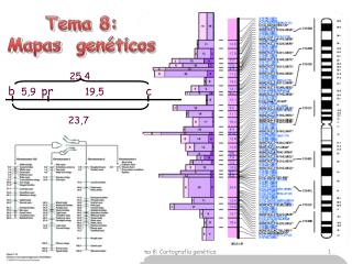 Tema 8: Mapas genéticos