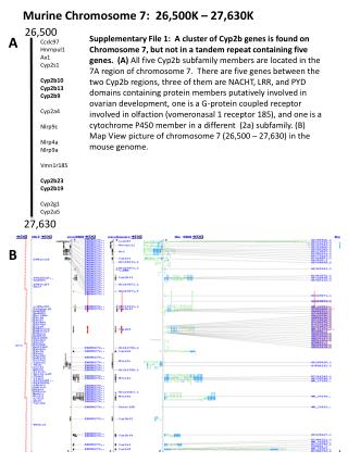 Murine Chromosome 7: 26,500K – 27,630K