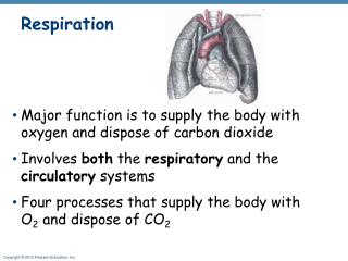 Respiration