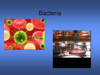 Bacteria