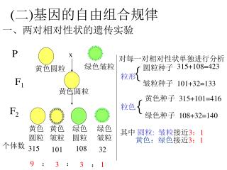 ( 二 ) 基因的自由组合规律