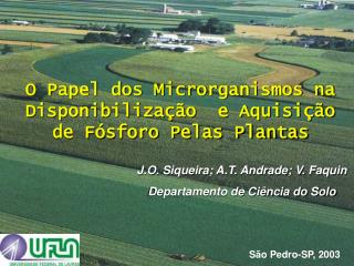 O Papel dos Microrganismos na Disponibilização e Aquisição de Fósforo Pelas Plantas