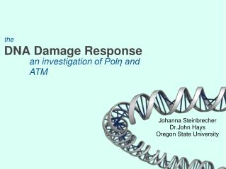 the DNA Damage Response