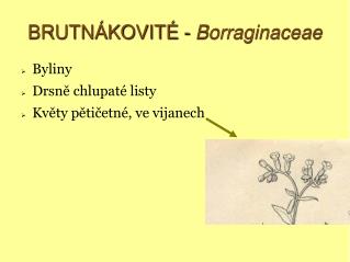 BRUTNÁKOVITÉ - Borraginaceae