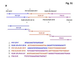 PVY CP-F ATGCCAACTGTGATGAAT PLRV CP+PVY CP-R ACTCGGCCCGAAGGTGA CGCATTTCTATATACGCTT