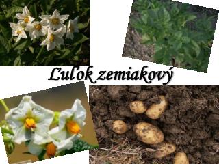 Ľuľok zemiakový