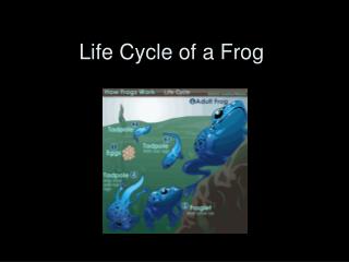 Life Cycle of a Frog