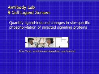 Antibody Lab B Cell Ligand Screen