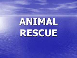 ANIMAL RESCUE