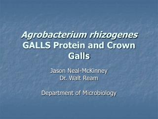 Agrobacterium rhizogenes GALLS Protein and Crown Galls