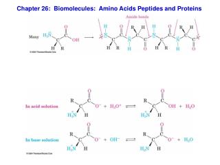 Chapter 26: Biomolecules: Amino Acids Peptides and Proteins