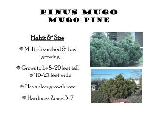 Pinus Mugo Mugo Pine
