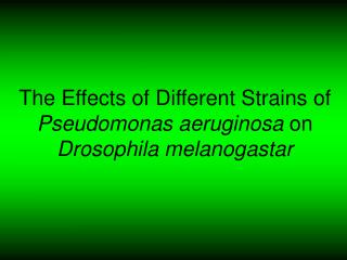 The Effects of Different Strains of Pseudomonas aeruginosa on Drosophila melanogastar