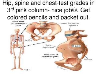 Hip (anterior view)