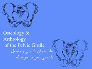Osteology &amp; Arthrology of the Pelvic Girdle استخوان شناسی ومفصل شناسی کمربند حوصله