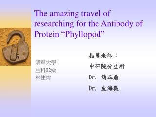The amazing travel of researching for the Antibody of Protein “Phyllopod”